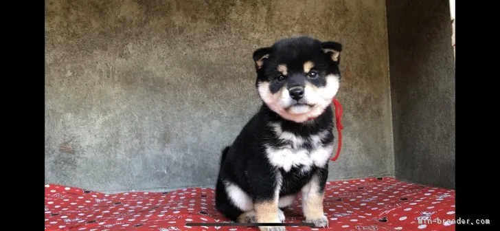 つくし 様のお迎えした子犬