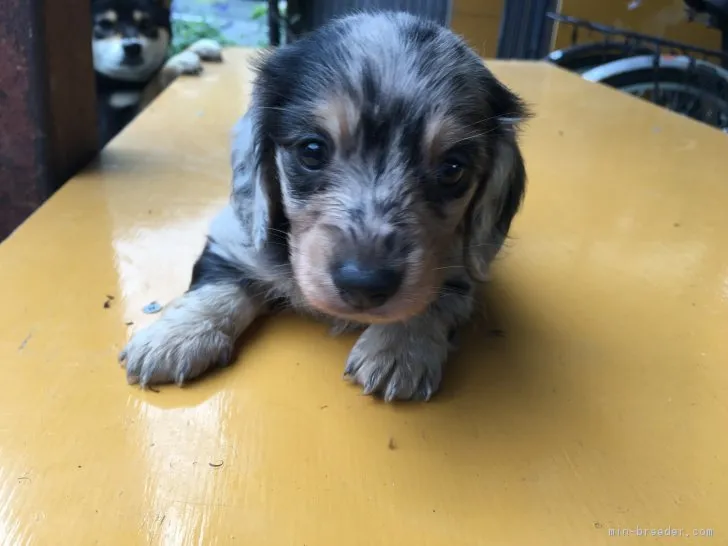 ID:1709-01923の子犬