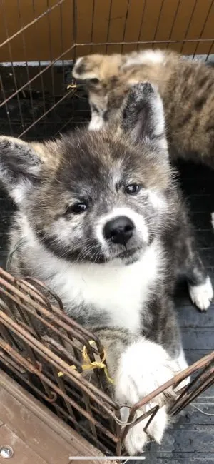 ID:1906-00969の子犬