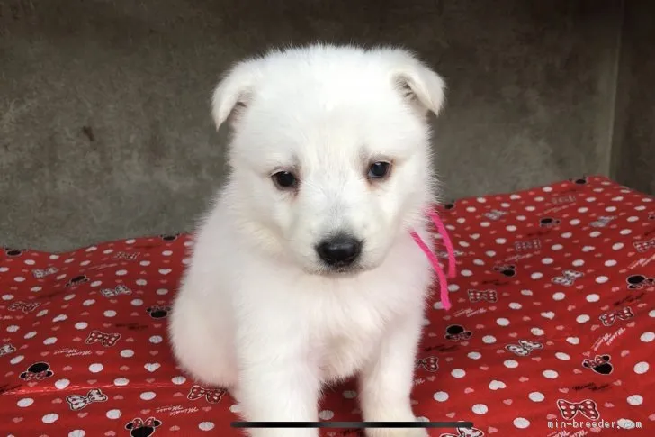 ID：1811-01043の子犬