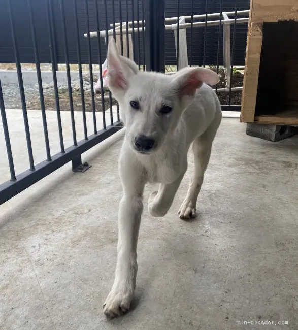 ID：2103-02484の子犬