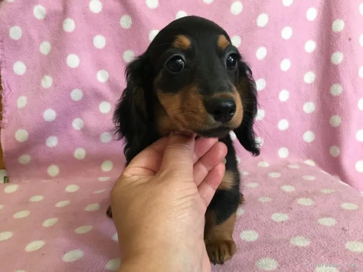 ID：1705-01980の子犬