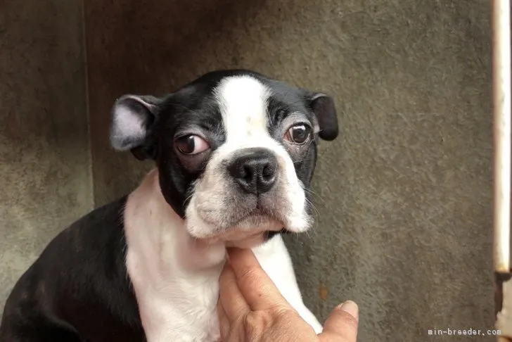 モチ 様のお迎えした子犬