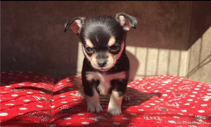 matsui 様のお迎えした子犬
