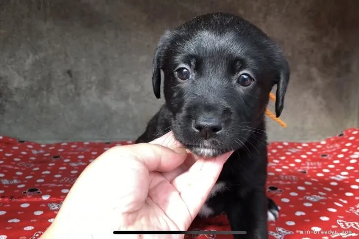 ID:1811-01765の子犬