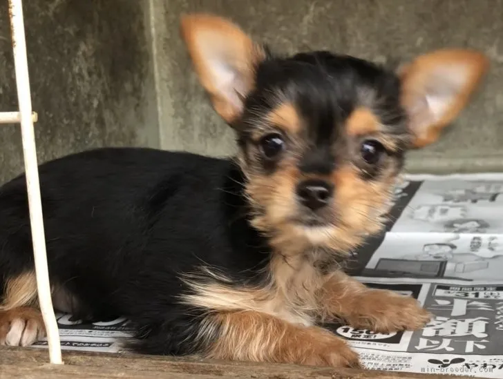 しん 様のお迎えした子犬