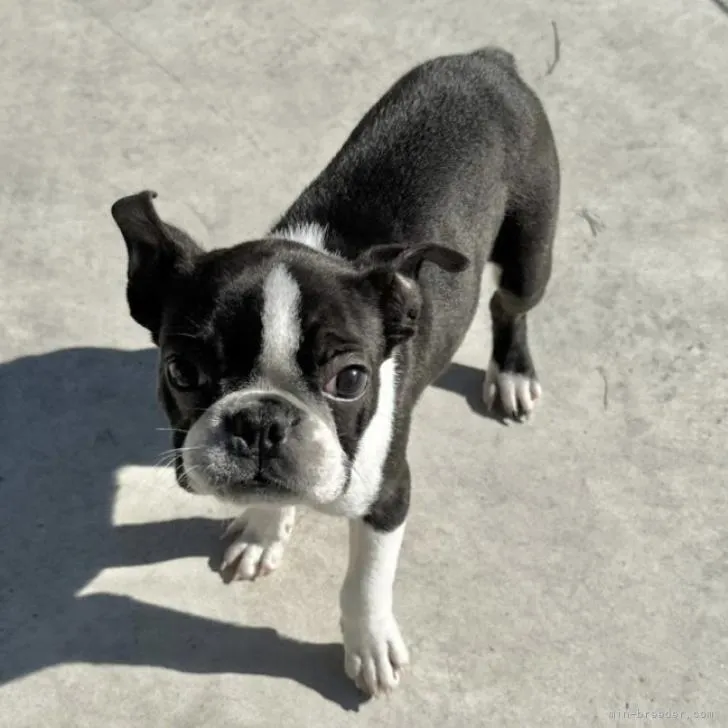 ID：2210-02500の子犬