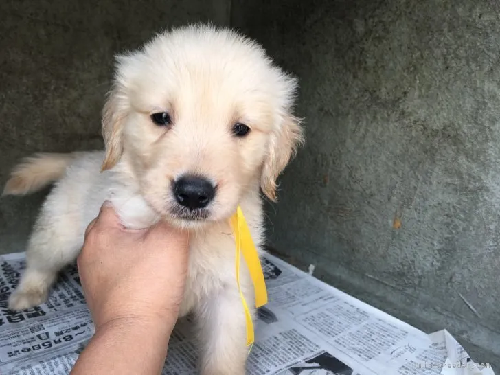 ID：1707-01773の子犬