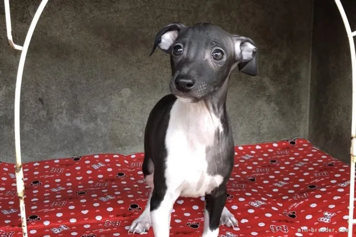 Ladyannfk 様のお迎えした子犬