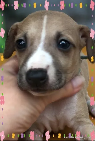 ID:1710-02525の子犬