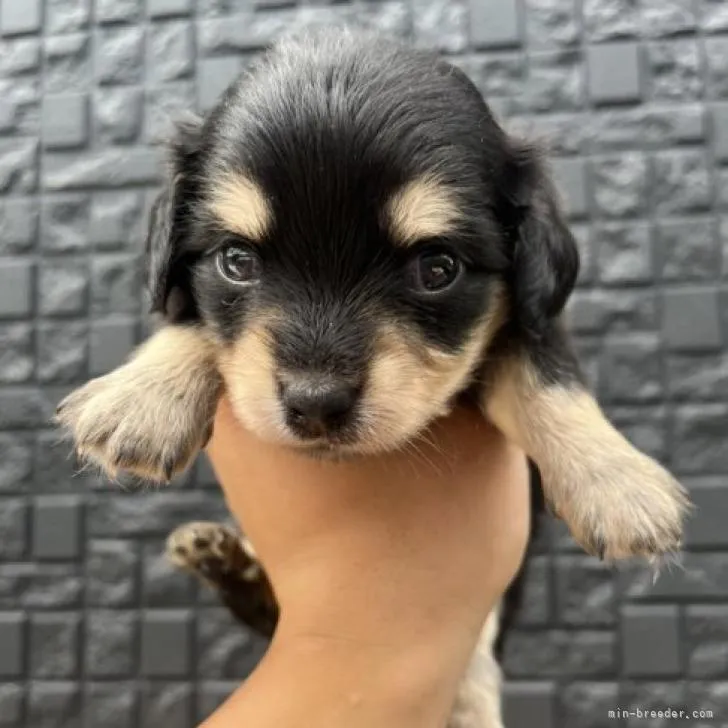 ID：2208-02447の子犬