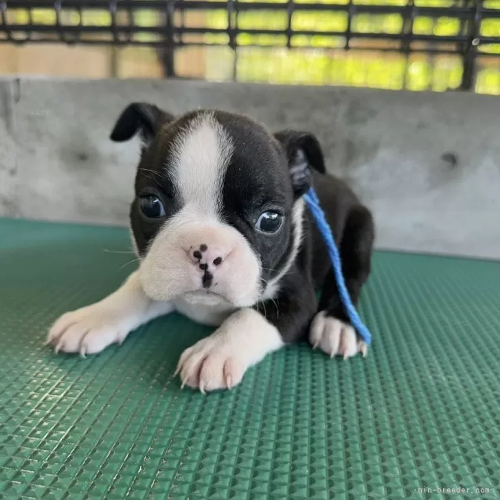 ID：2408-08131の子犬