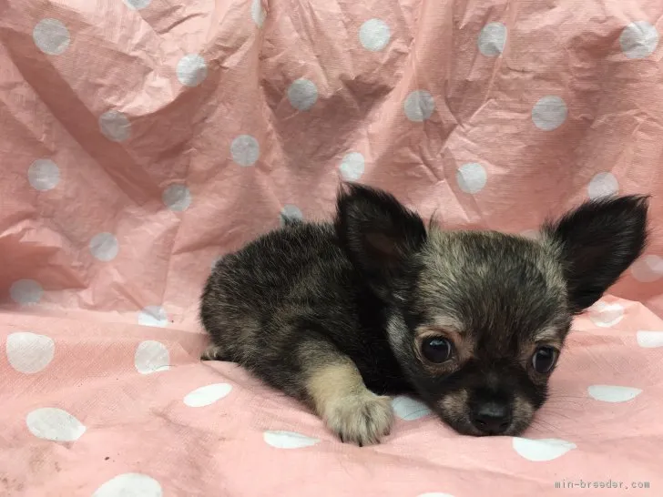 ID：1708-01452の子犬