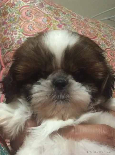 ID：1706-01213の子犬