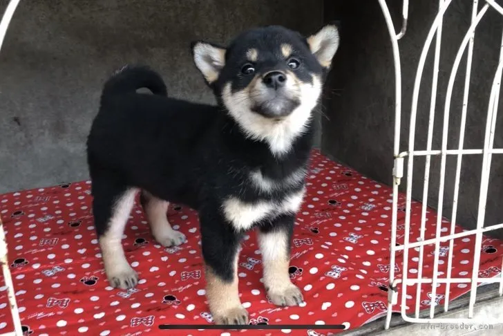 マロン 様のお迎えした子犬