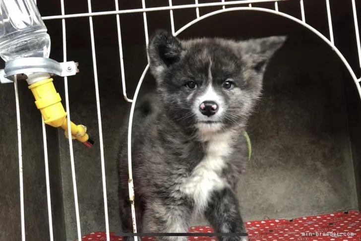 銀 様のお迎えした子犬