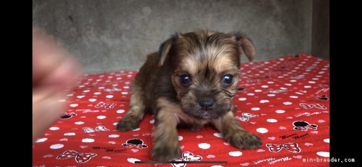 タカ 様のお迎えした子犬