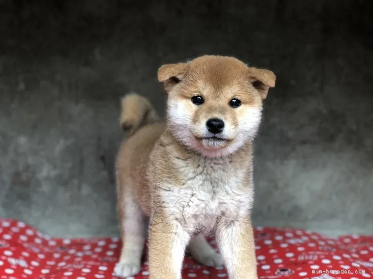 小太郎 様のお迎えした子犬