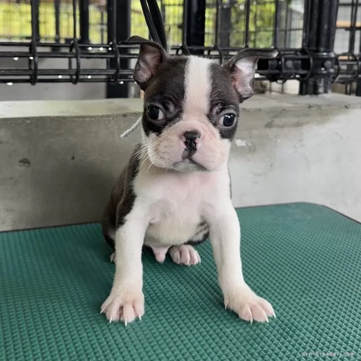 ID：2408-08132の子犬