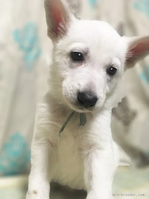 ブレンディー 様のお迎えした子犬