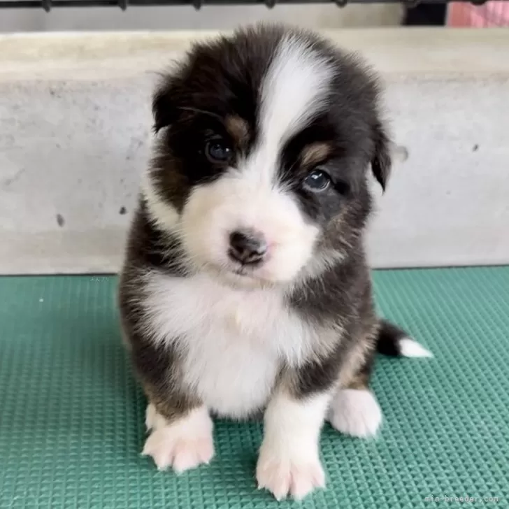 ID：2409-04949の子犬