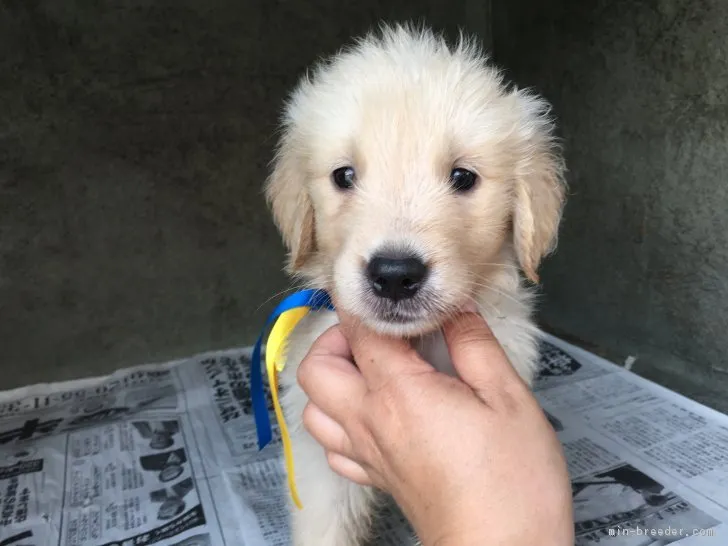 ID:1707-01772の子犬