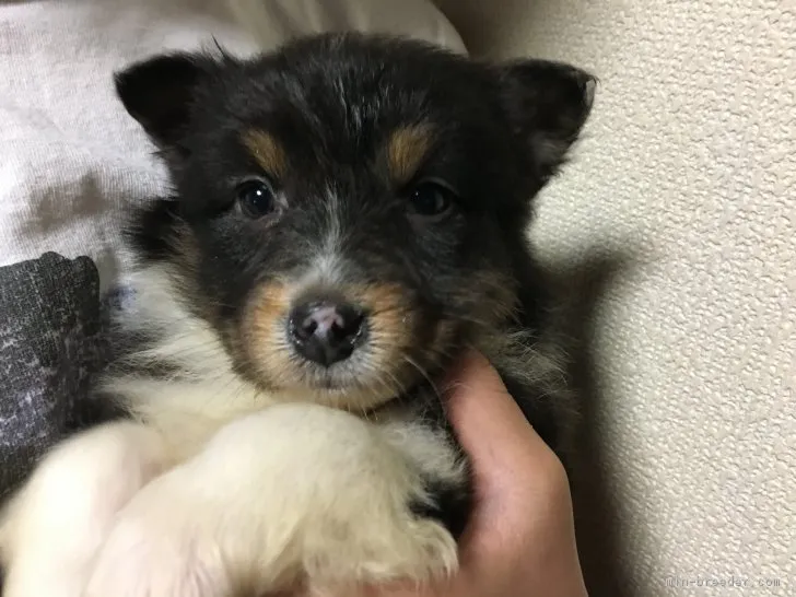ノアママ 様のお迎えした子犬