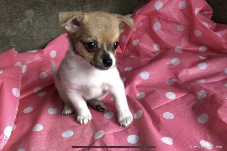 kobasino 様のお迎えした子犬