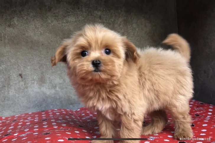 piyo 様のお迎えした子犬