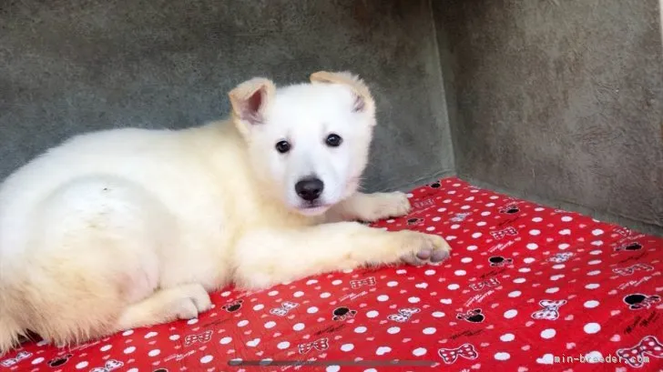 ID：1811-01036の子犬