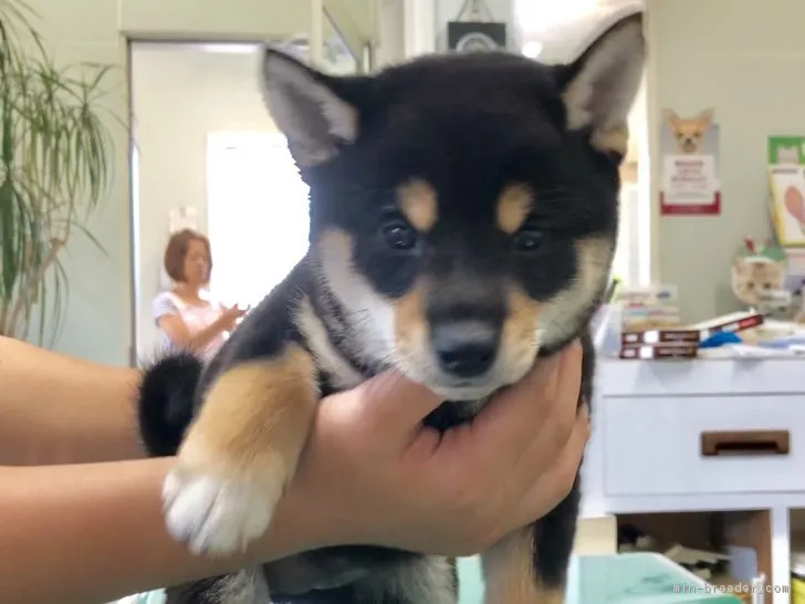 ID：1807-01241の子犬
