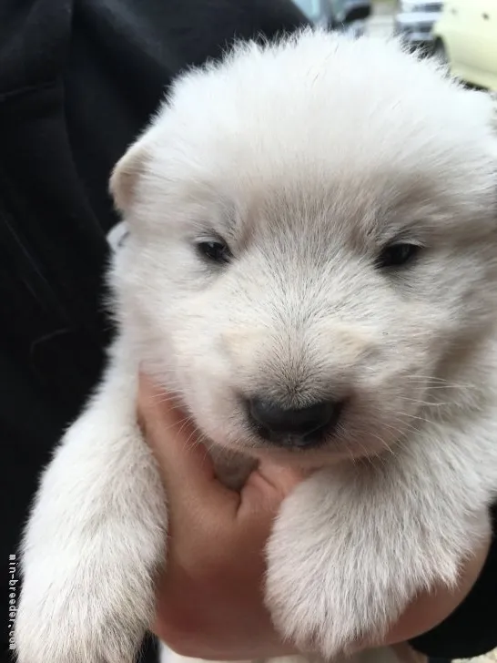 JETMOM 様のお迎えした子犬