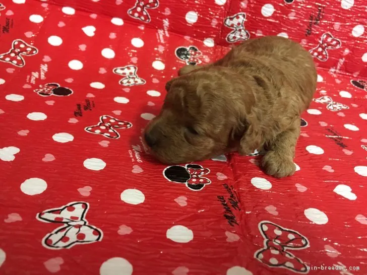 ID：1709-01547の子犬