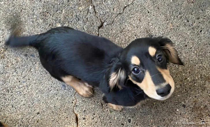 ID：2001-01911の子犬