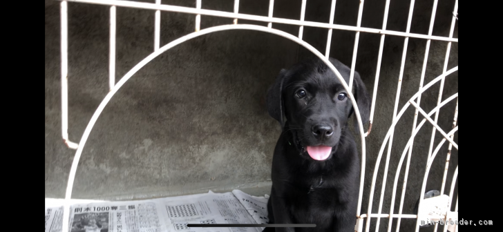 カキオ 様のお迎えした子犬