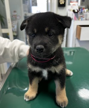 柴犬(標準サイズ)【山梨県・女の子・2021年10月31日・黒】の写真「柴犬の女の子⭐︎」