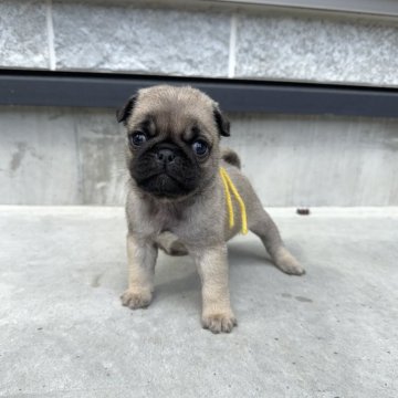 パグ【山梨県・女の子・2024年1月15日・フォーン】の写真「目が開きました✨」