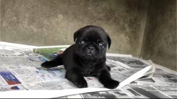 パグ【山梨県・女の子・2018年6月24日・ブラック】の写真「とてもコロコロしています！」