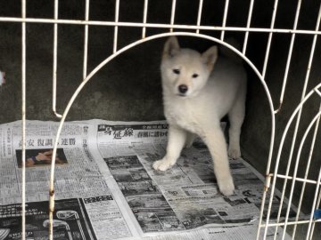 柴犬(標準サイズ)【山梨県・女の子・2018年1月8日・白】の写真「タレ目の困ったちゃん顔の女の子」