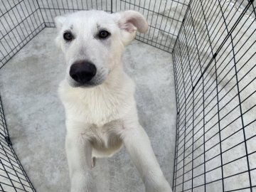 ホワイト・シェパード【山梨県・男の子・2021年1月3日・ホワイト】の写真「ワクチン３回狂犬病済み」