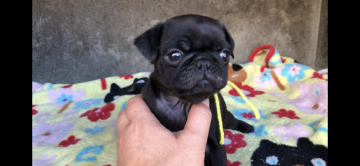 パグ【山梨県・男の子・2018年3月25日・ブラック】の写真「とても小ぶりな男の子」