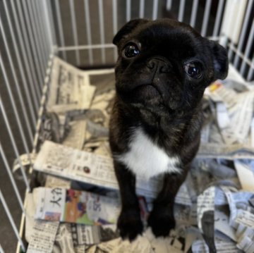 ミックス(ボストンテリア×パグ)【山梨県・女の子・2023年12月1日・ブリンドル】の写真「可愛い女の子！」