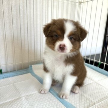 オーストラリアン・シェパード【山梨県・女の子・2023年10月17日・レッドトライ】の写真「かわいい女の子❤︎」