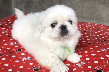 ペキニーズ【山梨県・男の子・2018年9月18日・ホワイトまたはパーティー】の写真「とても可愛いです！」