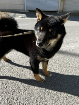 柴犬(標準サイズ)【山梨県・男の子・2021年6月11日・黒】の写真「サイズほぼ確定✴︎ 一頭飼い出来る方募集中！」