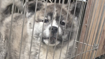 秋田犬【山梨県・男の子・2017年10月25日・虎】の写真「とても綺麗な霜降りです」