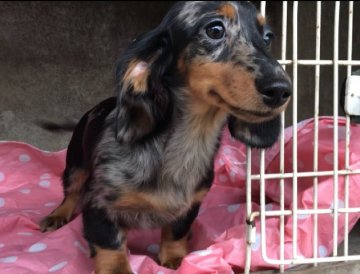 ミニチュアダックスフンド(ロング)【山梨県・女の子・2018年4月11日・シルバーダップル】の写真「小さいです。」