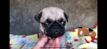 パグ【山梨県・男の子・2018年3月25日・フォーン】の写真「粒揃いの4兄弟」