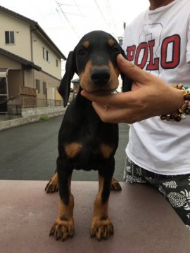 ドーベルマン【山梨県・男の子・2017年4月16日・ブラックタン】の写真「素晴らしい子犬です！」