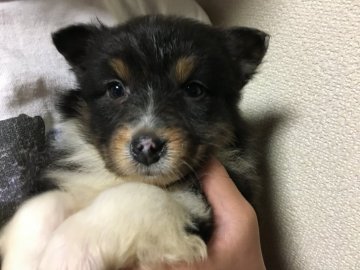 オーストラリアン・シェパード【山梨県・女の子・2017年3月31日・ブラックトライ】の写真「黒勝ちなので通常よりもお安くお譲り出来ます」